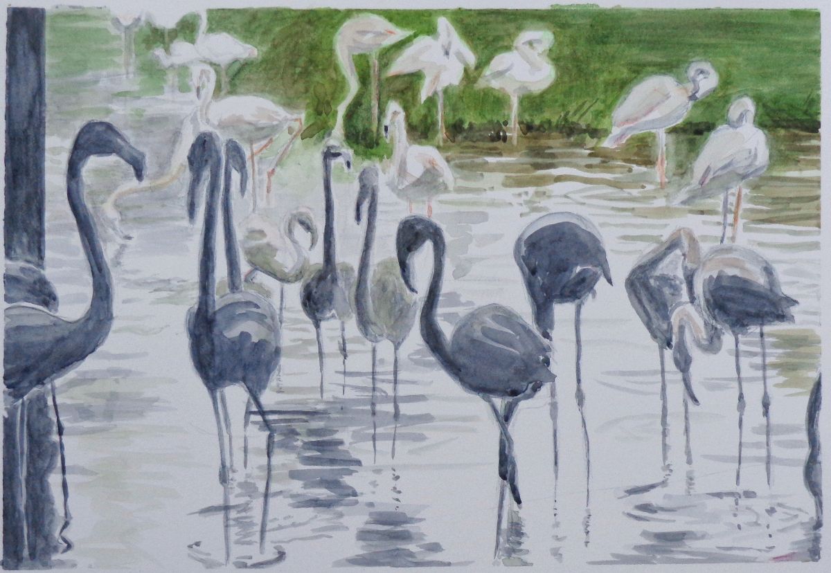 Slimbridge flamingos